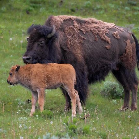 Let'S Go ! Fisherman, Families, Pools One Minute From Your Door, Comfort, Location Perfect, Amenity-Rich, Pup Friendly, Discover An Exceptional Wyoming Stay, Thermopolis River Walk Home At Hot Springs State Park, 'Where Families And Fisherman Stay' Eksteriør billede