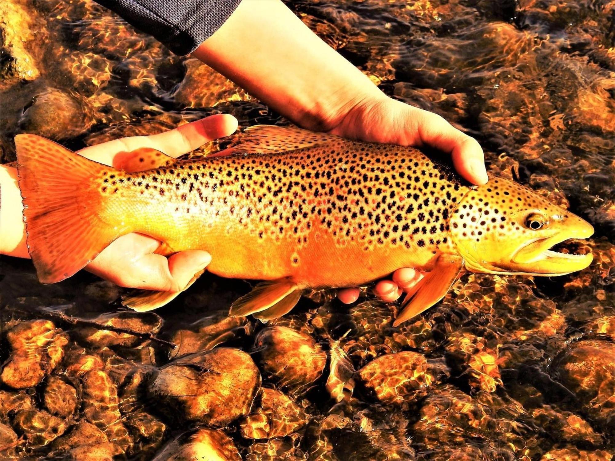 Let'S Go ! Fisherman, Families, Pools One Minute From Your Door, Comfort, Location Perfect, Amenity-Rich, Pup Friendly, Discover An Exceptional Wyoming Stay, Thermopolis River Walk Home At Hot Springs State Park, 'Where Families And Fisherman Stay' Eksteriør billede