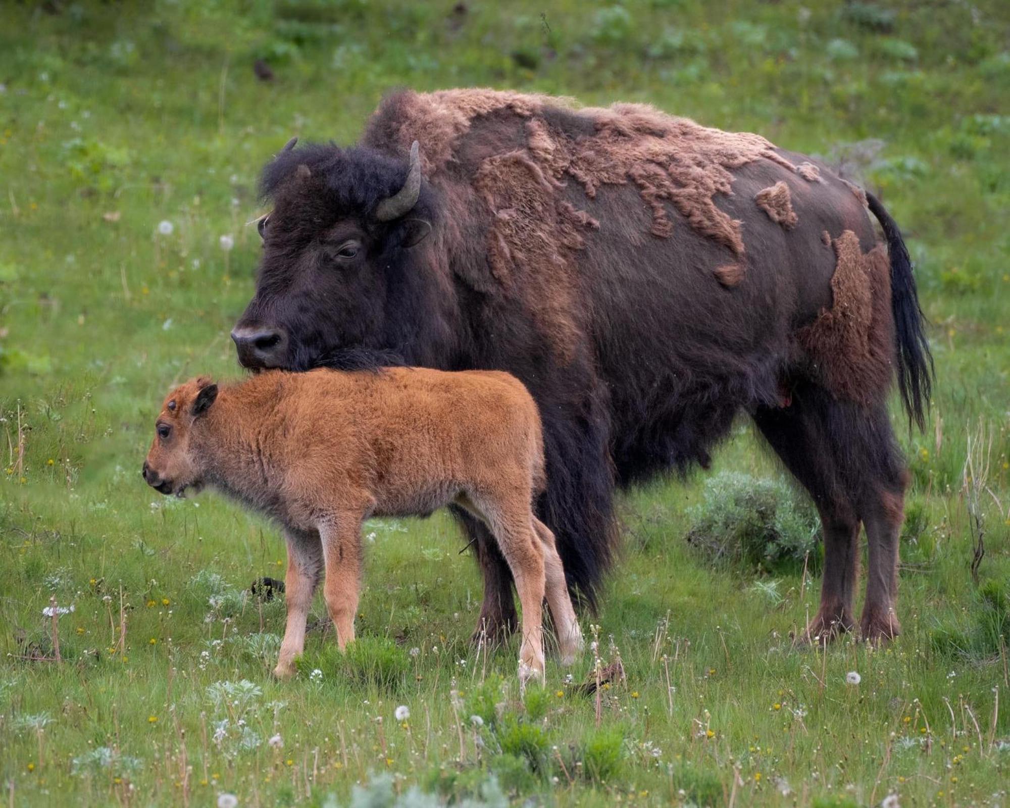 Let'S Go ! Fisherman, Families, Pools One Minute From Your Door, Comfort, Location Perfect, Amenity-Rich, Pup Friendly, Discover An Exceptional Wyoming Stay, Thermopolis River Walk Home At Hot Springs State Park, 'Where Families And Fisherman Stay' Eksteriør billede